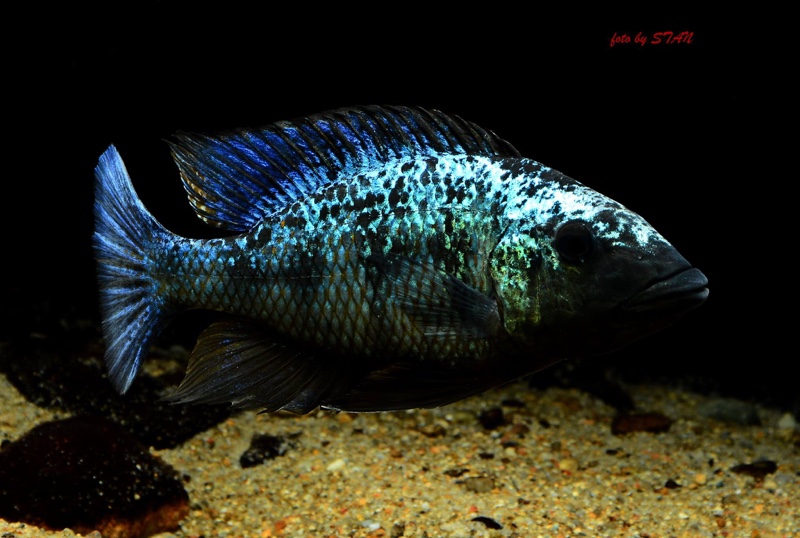 Fossorochromis rostratus